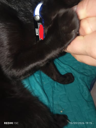 Customer photo review of Collar Remachado (Gato)