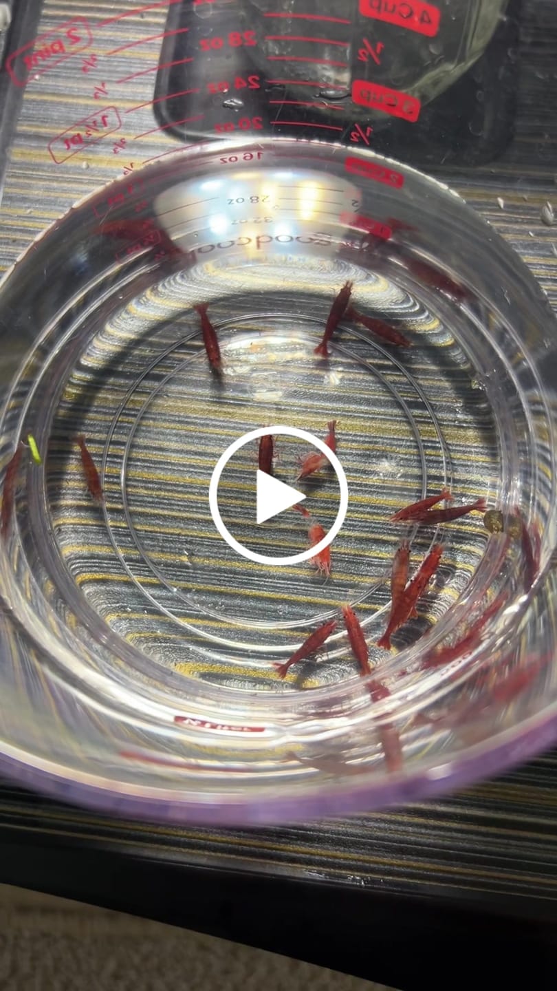 Customer video review of Fire Red Cherry Shrimp (Bright Red Neocaridina)