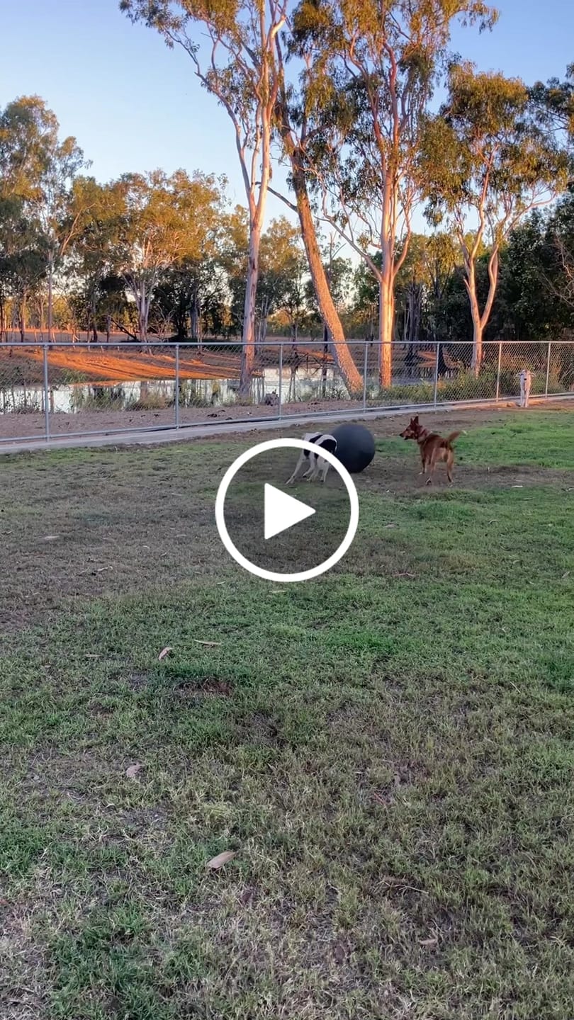 Customer video review of Outback Herder