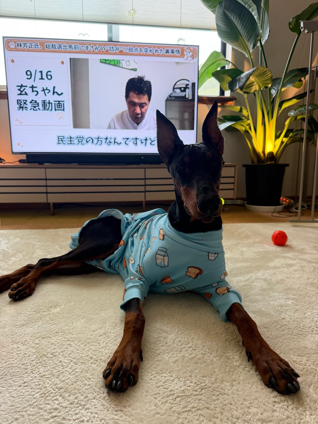 Customer photo review of Dog Surgical Suit
