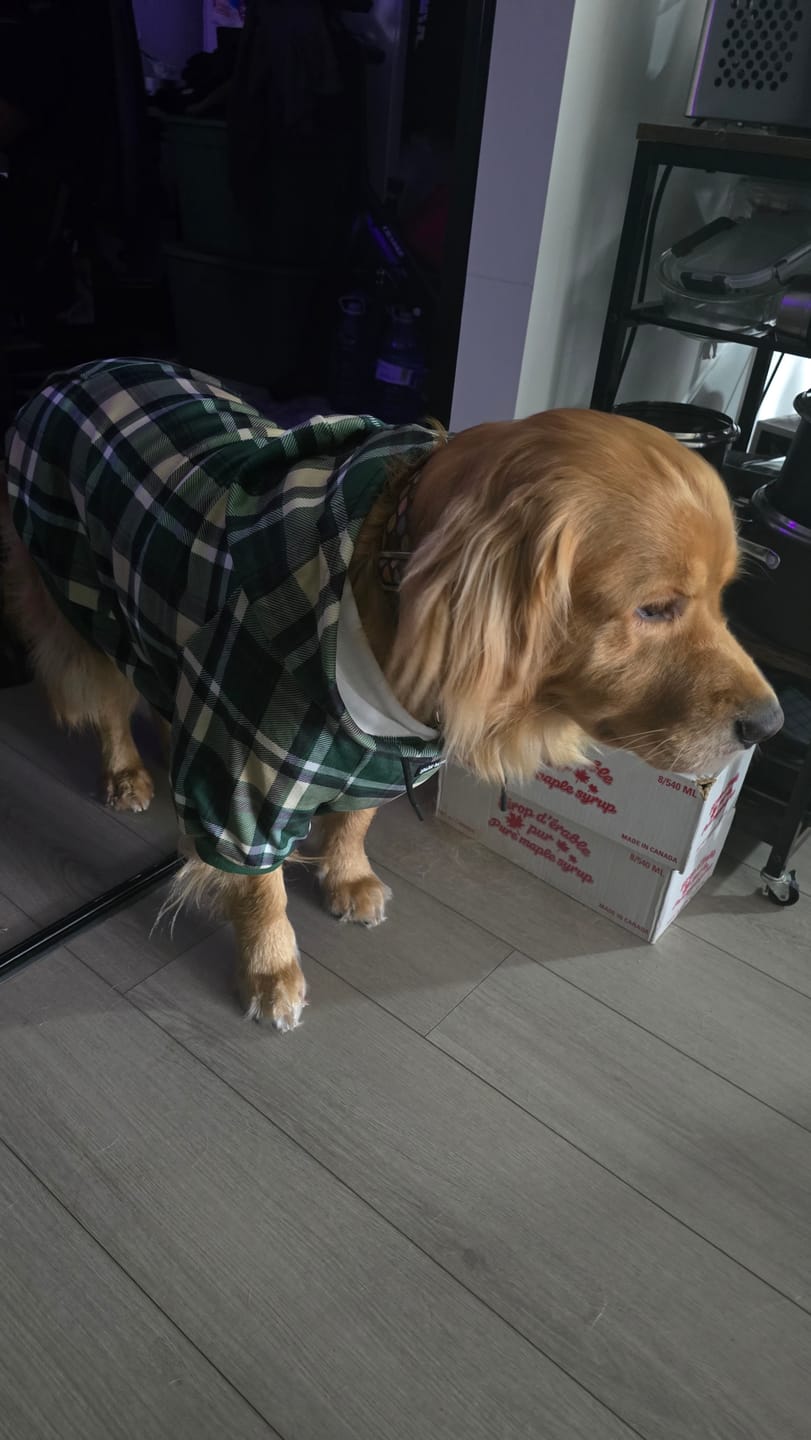 Customer photo review of Green Plaid Dog Hoodie