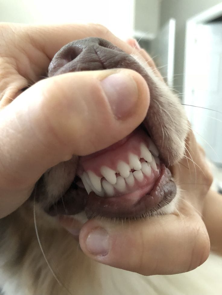 Customer photo review of MimPaw™ Dental Wipes
