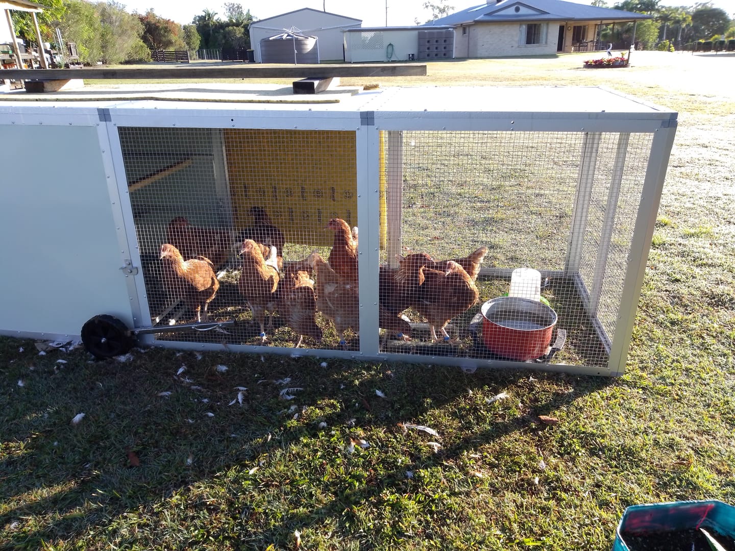 Customer photo review of Mobile Chicken Coop / Chicken Tractor