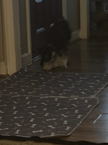 Customer photo review of SniffPad Almohadilla con Feromonas para Perros