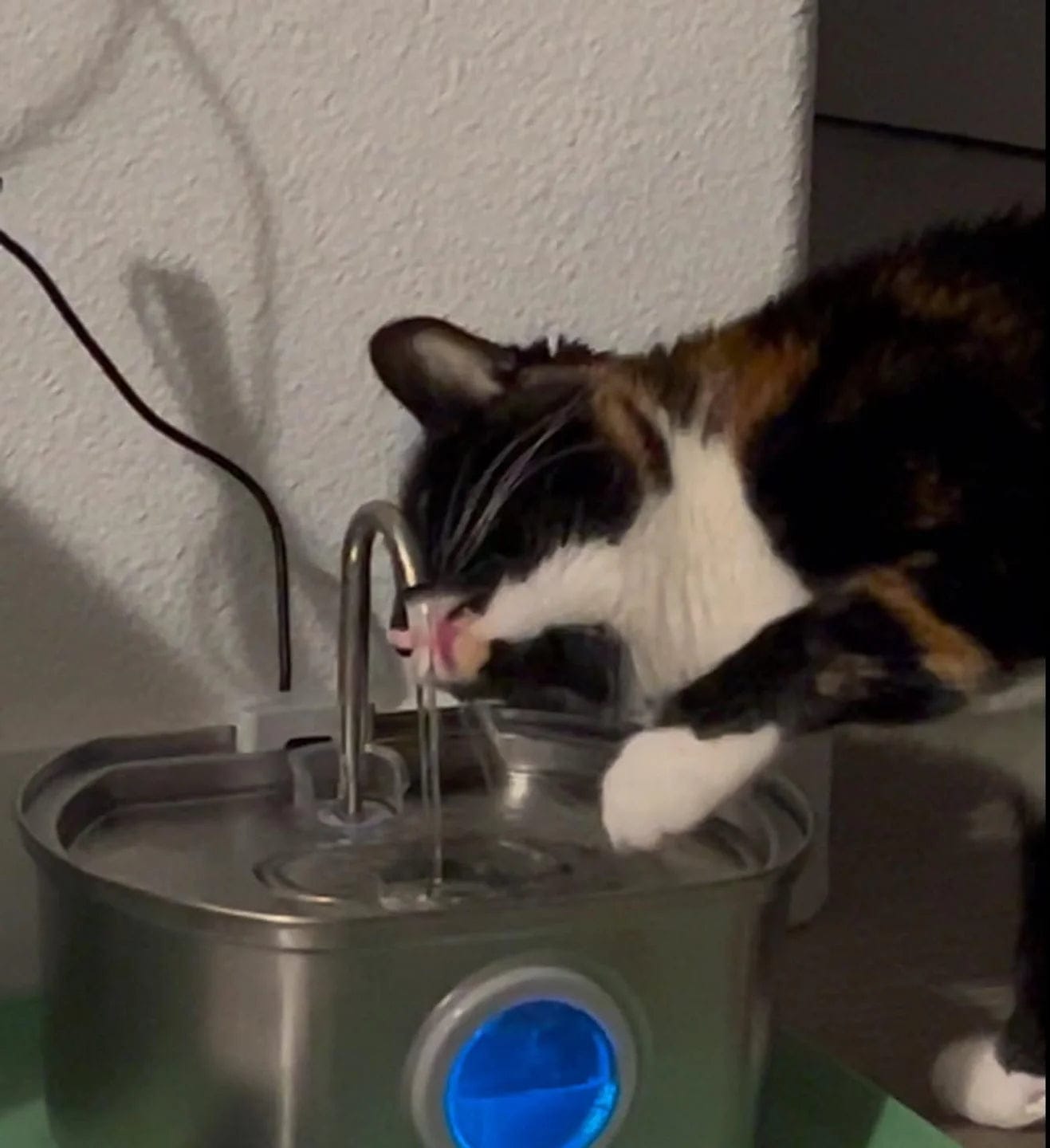 Customer photo review of Purecat Bron UV 4 L