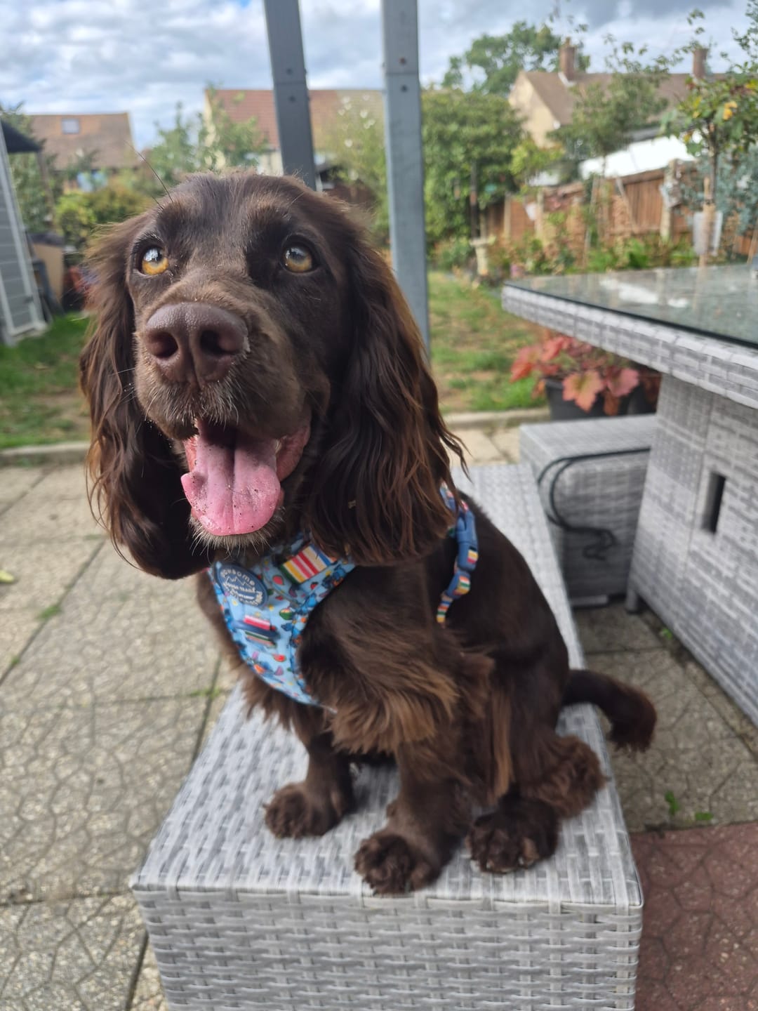 Customer photo review of Disney© Tough Trails™ Harness - Stitch's Fruit Fiesta