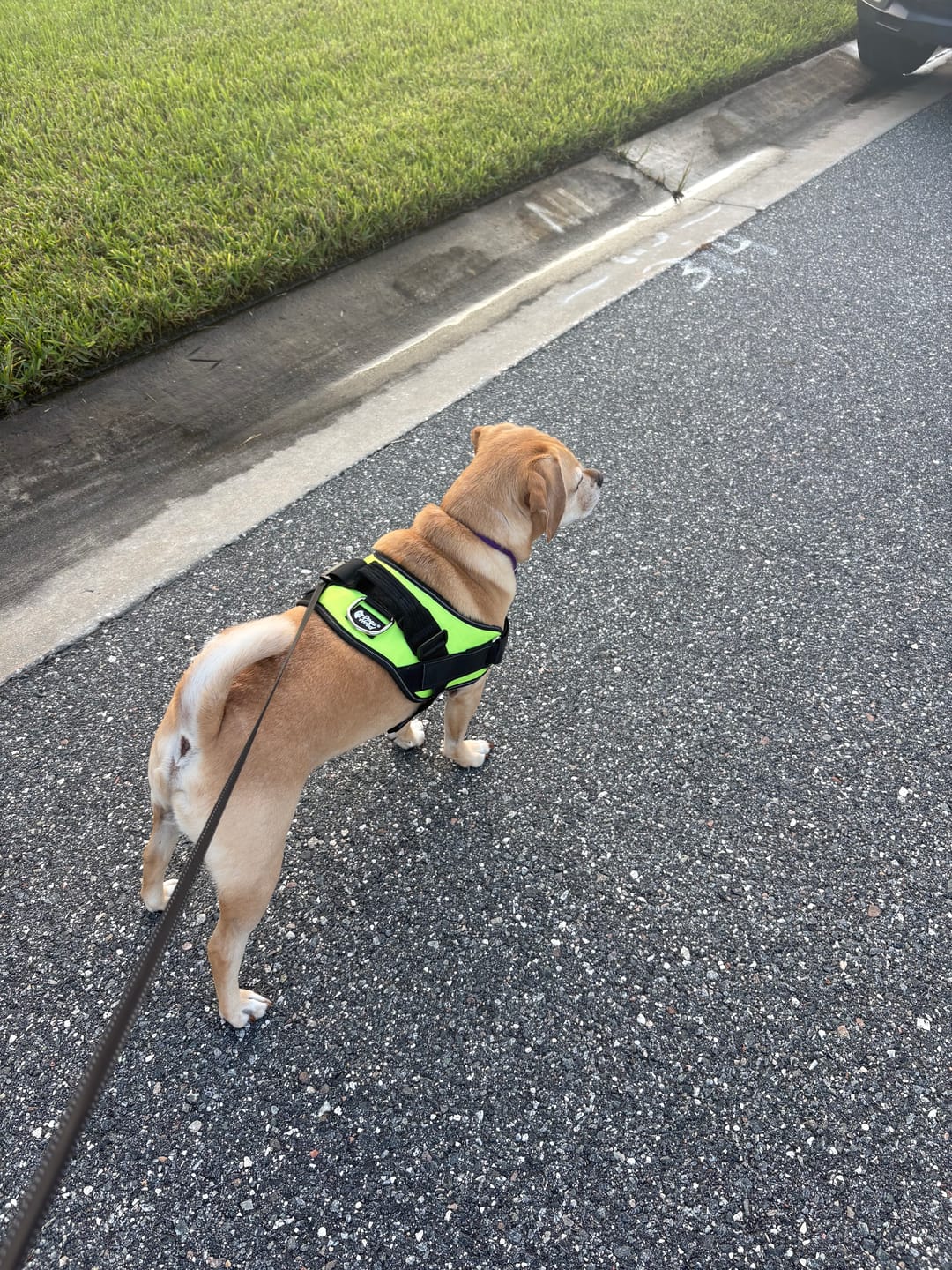 Customer photo review of Dogshood ™ No Pull Harness