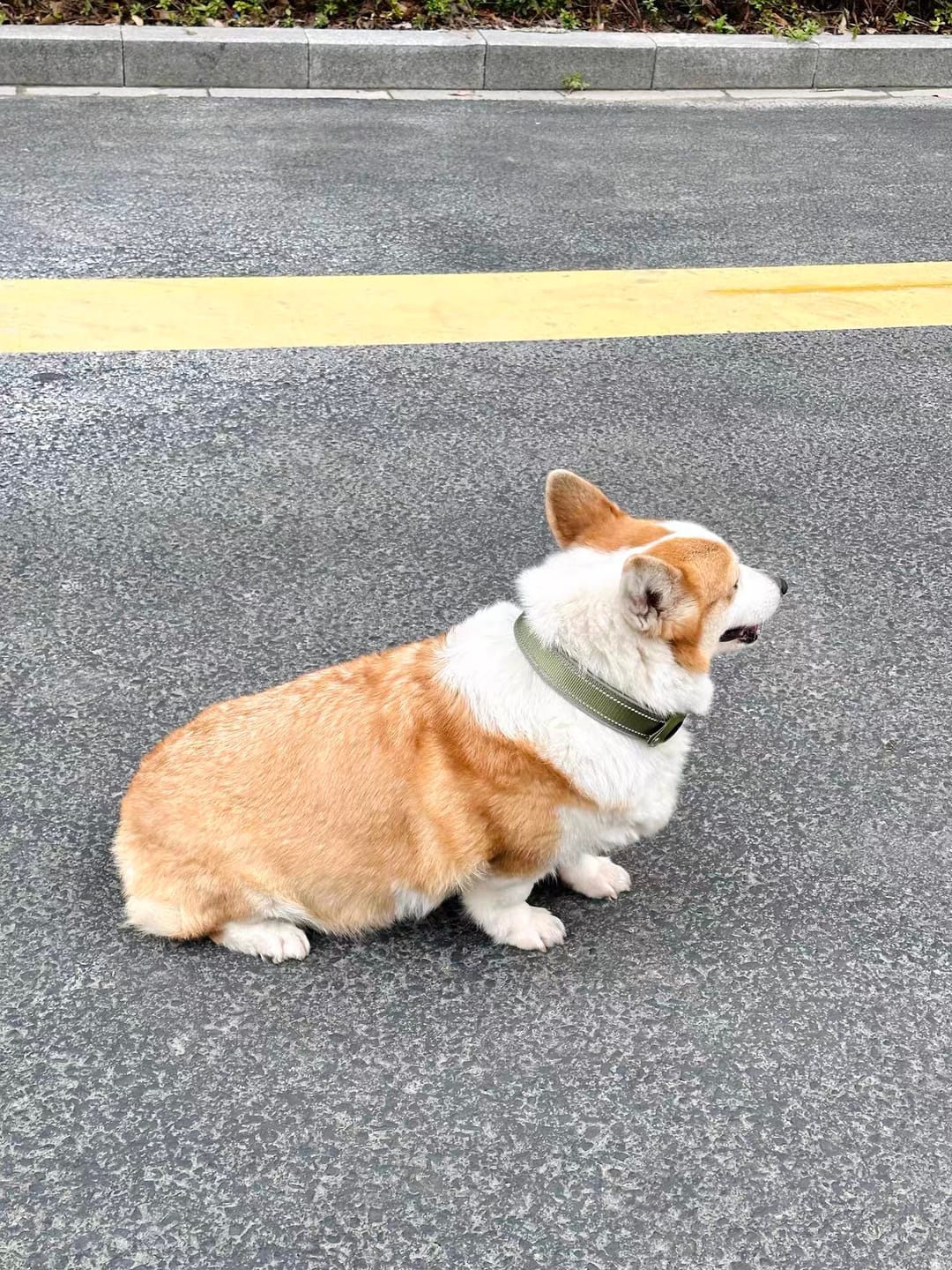 Customer photo review of Pawtique TraceTag™ Reflective Smart Finder Collar