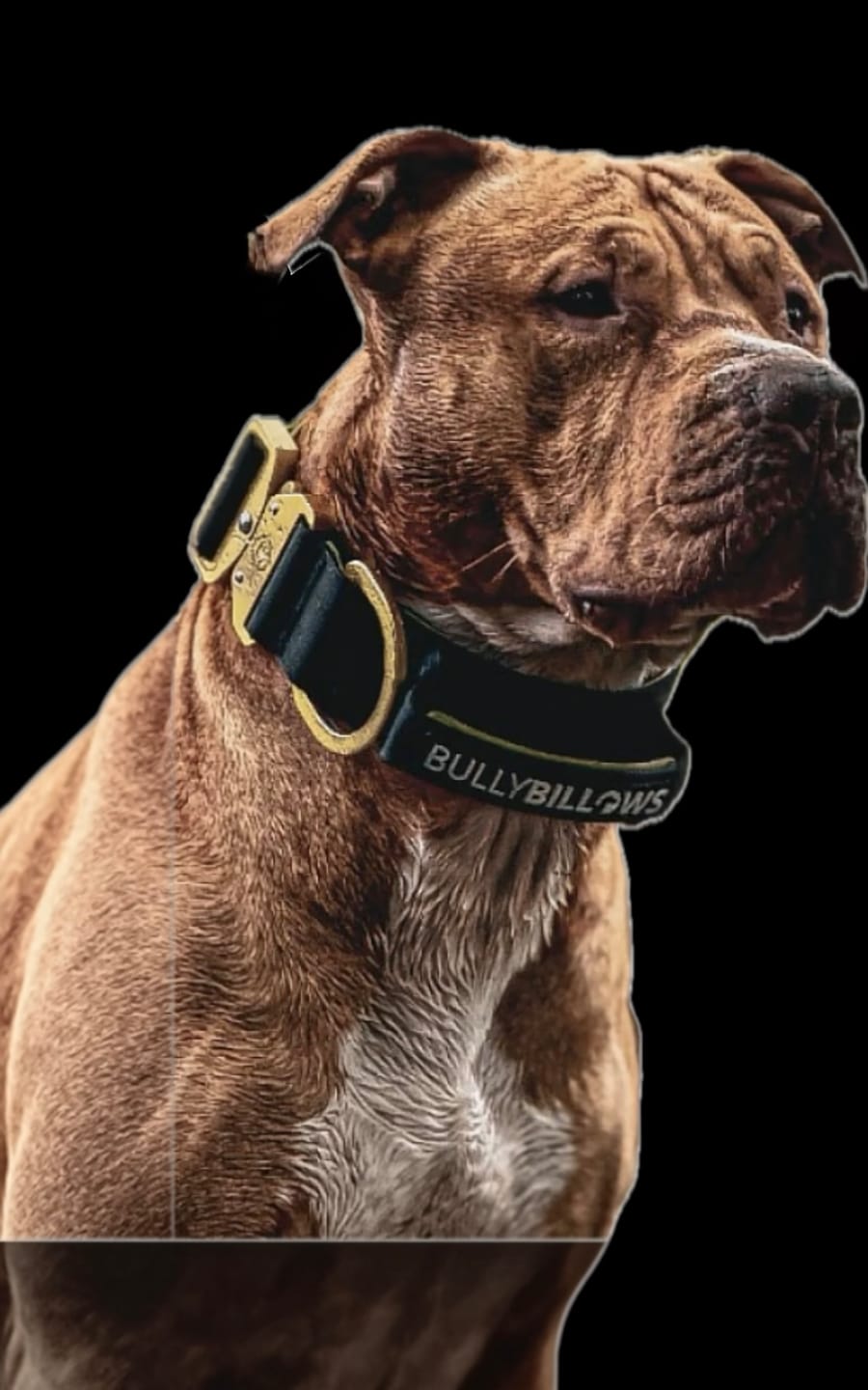 Customer photo review of 5cm Lighter Combat® Collar | With Handle & Secure Clip - Black x Yellow