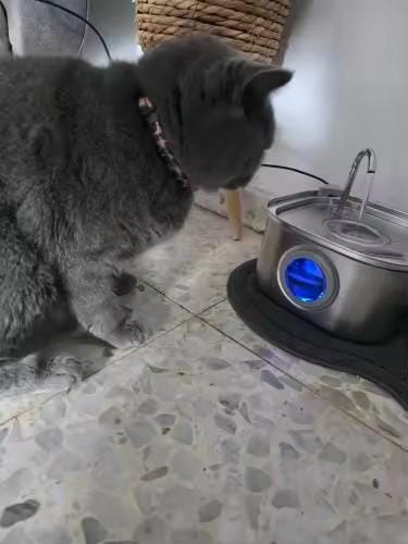Customer photo review of Purecat Bron UV 4 L