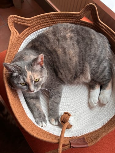 Kunden-Fellnest Katzenkorb in braun mit einer grauen Katze, die darin liegt.