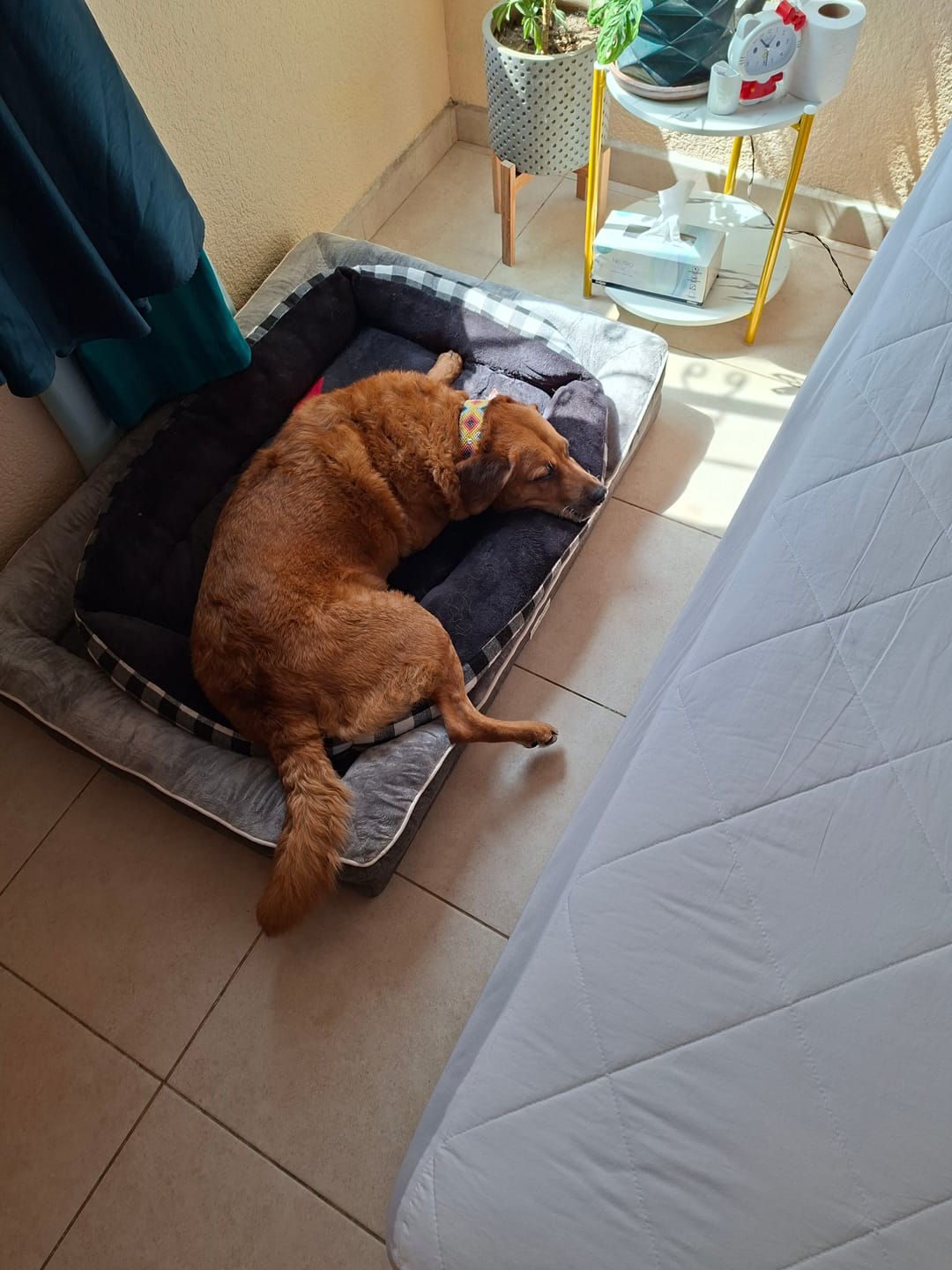 Customer photo review of Cama Ortopédica para Perros