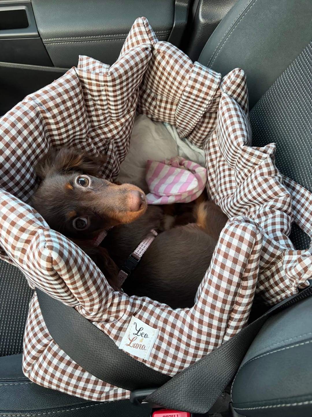 Customer photo review of Borse Trasportino per Cani in Tessuto Vichy | Eleganti, Comode e Made in Italy | Leo e Luna