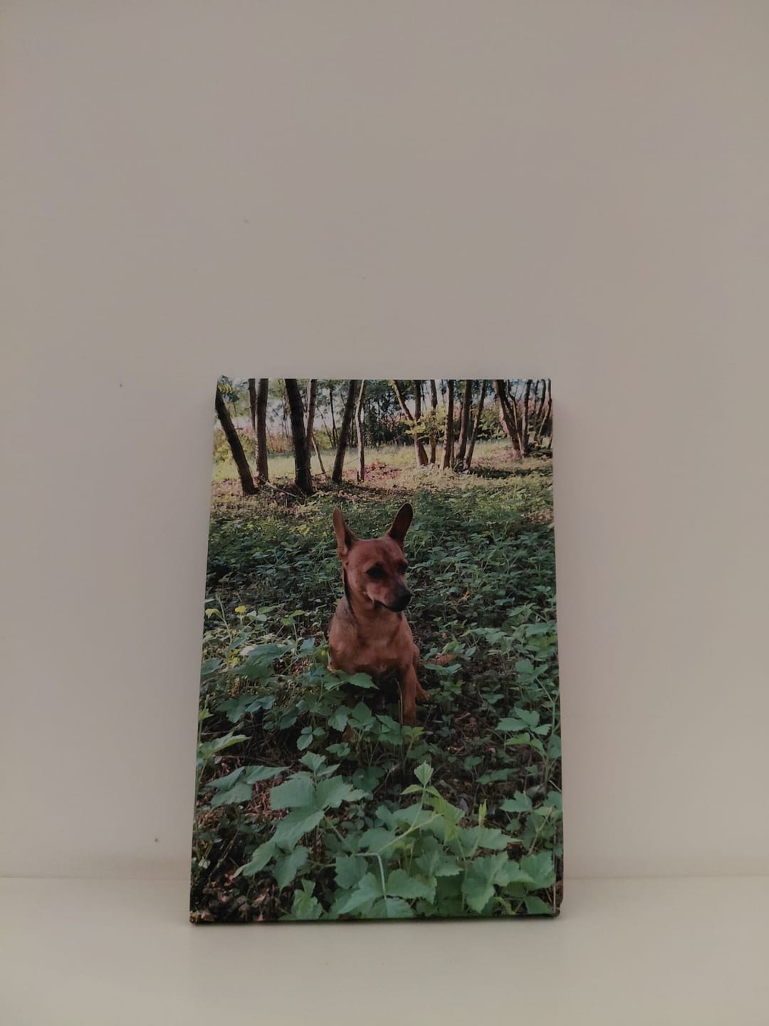 Customer photo review of Canvas 20x30
