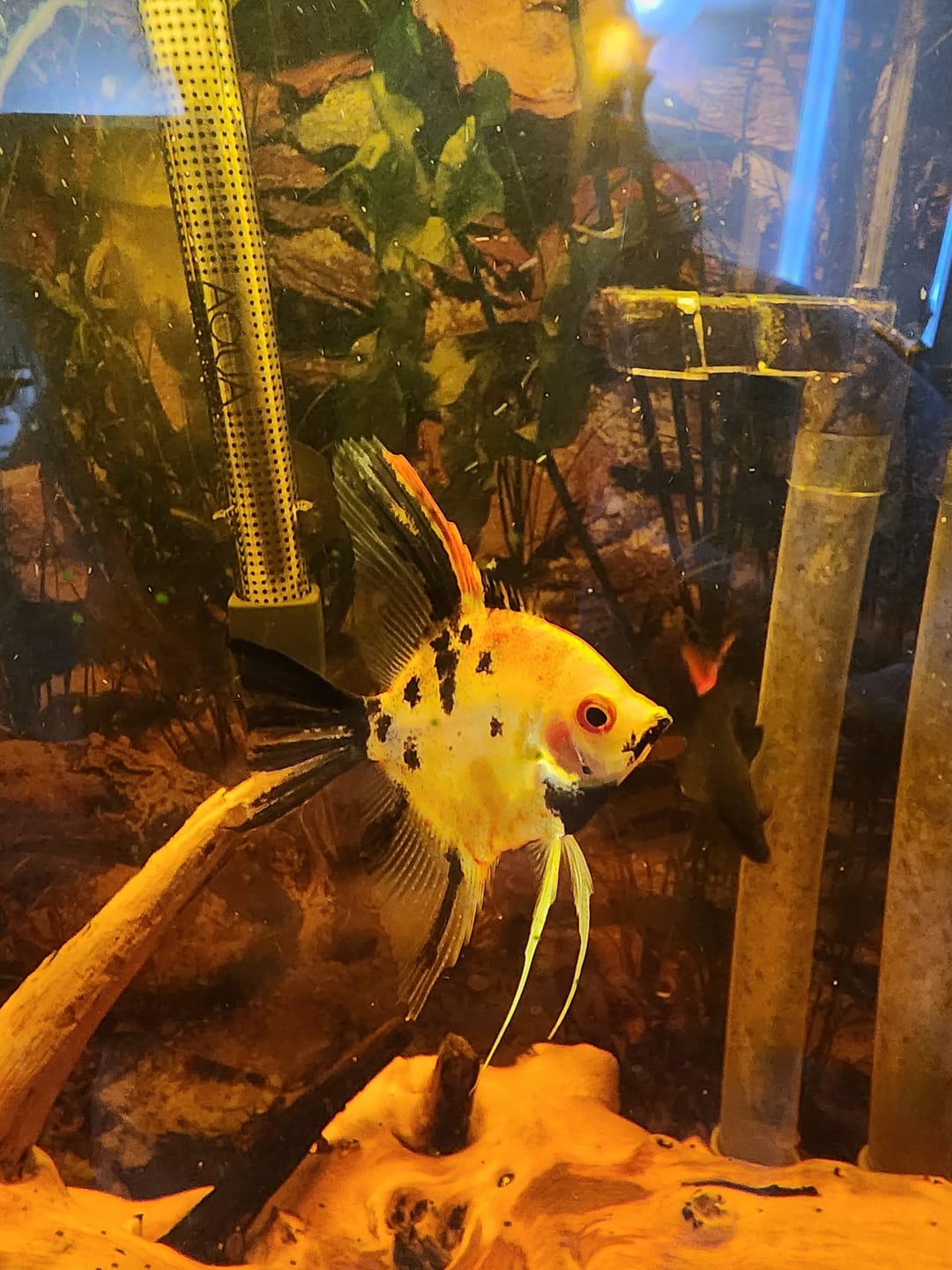 Customer photo review of Red Devil Angelfish