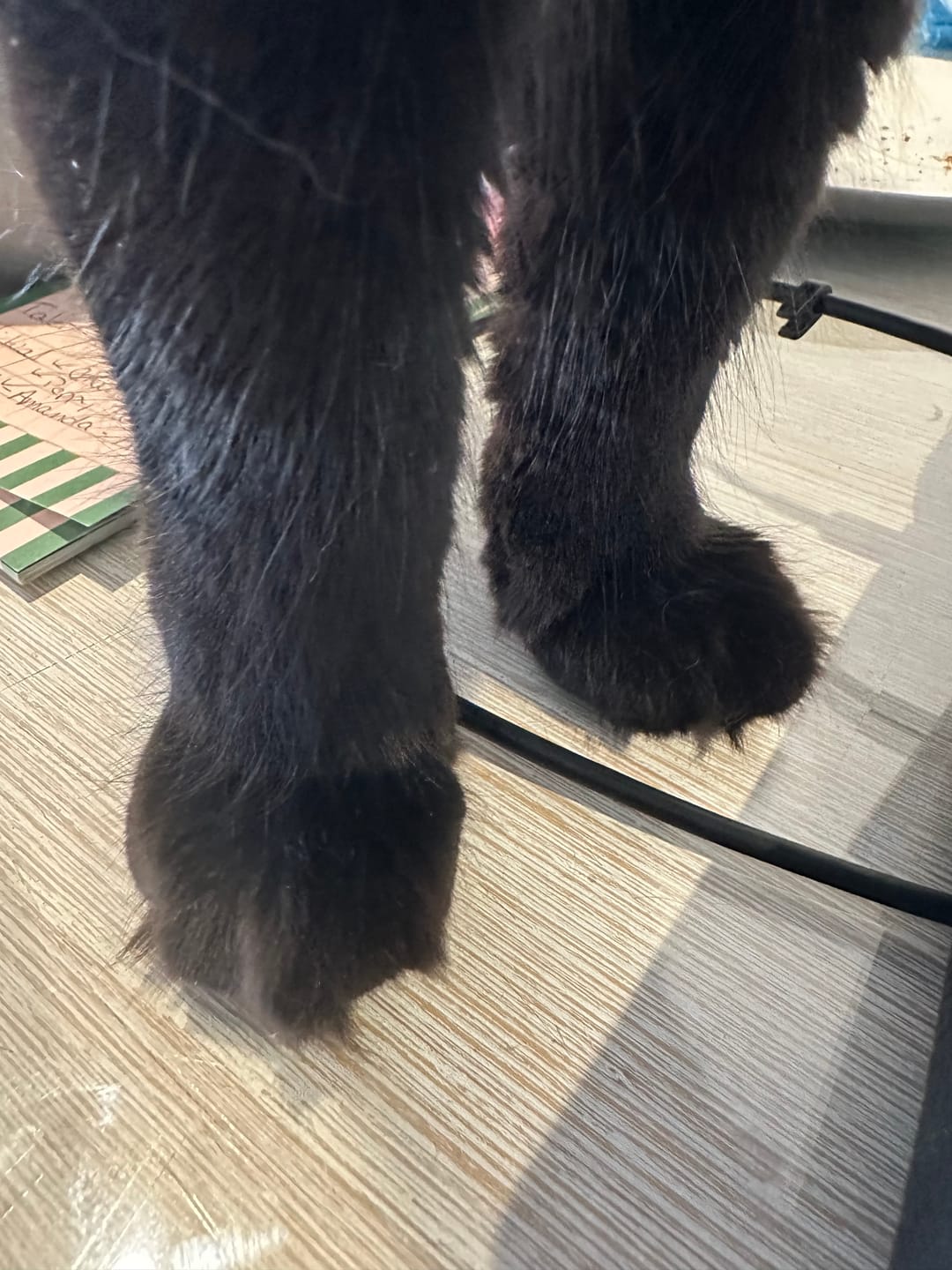Customer photo review of Fit Litter