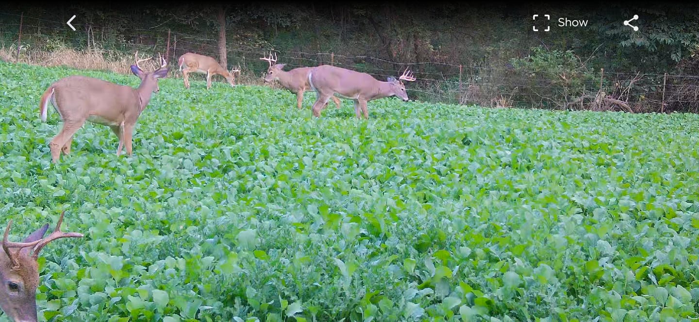 Customer photo review of Bombshell™ Food Plot Seed