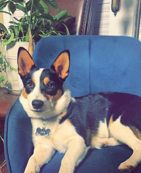 Customer photo review of Aspirateur à poils de chien - Kit toilettage complet 3 en 1