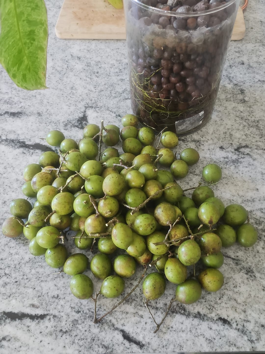 Customer photo review of Mamoncillo (Guinep)
