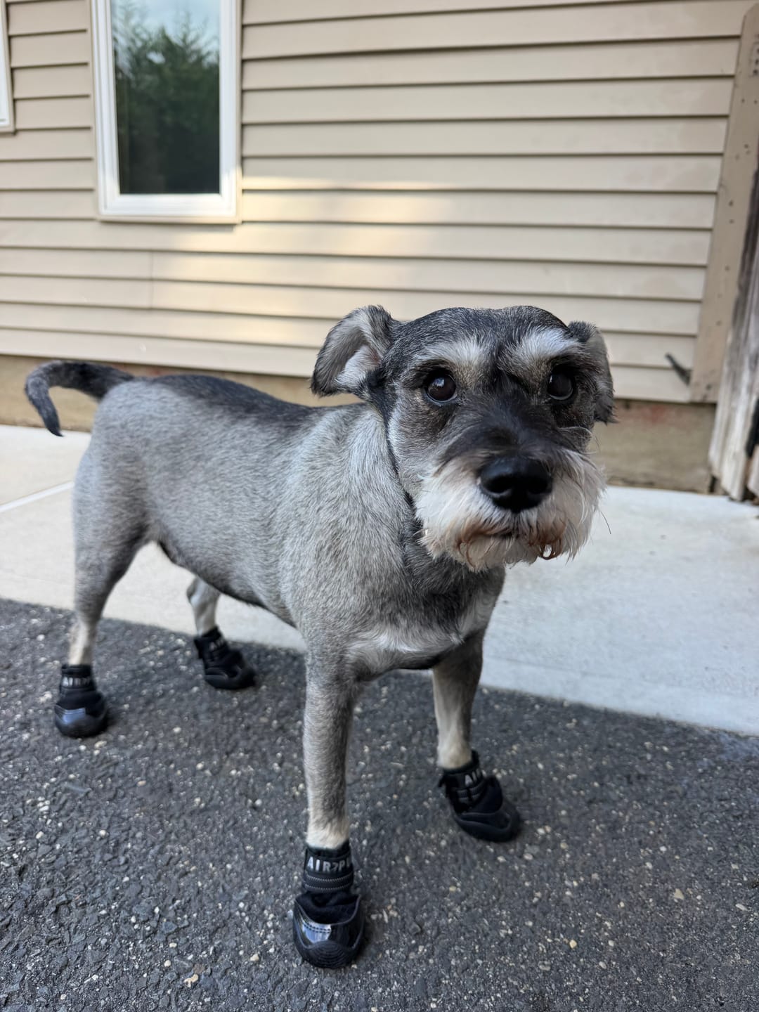 Customer photo review of AIR PUP DOG SHOES - SET OF 4