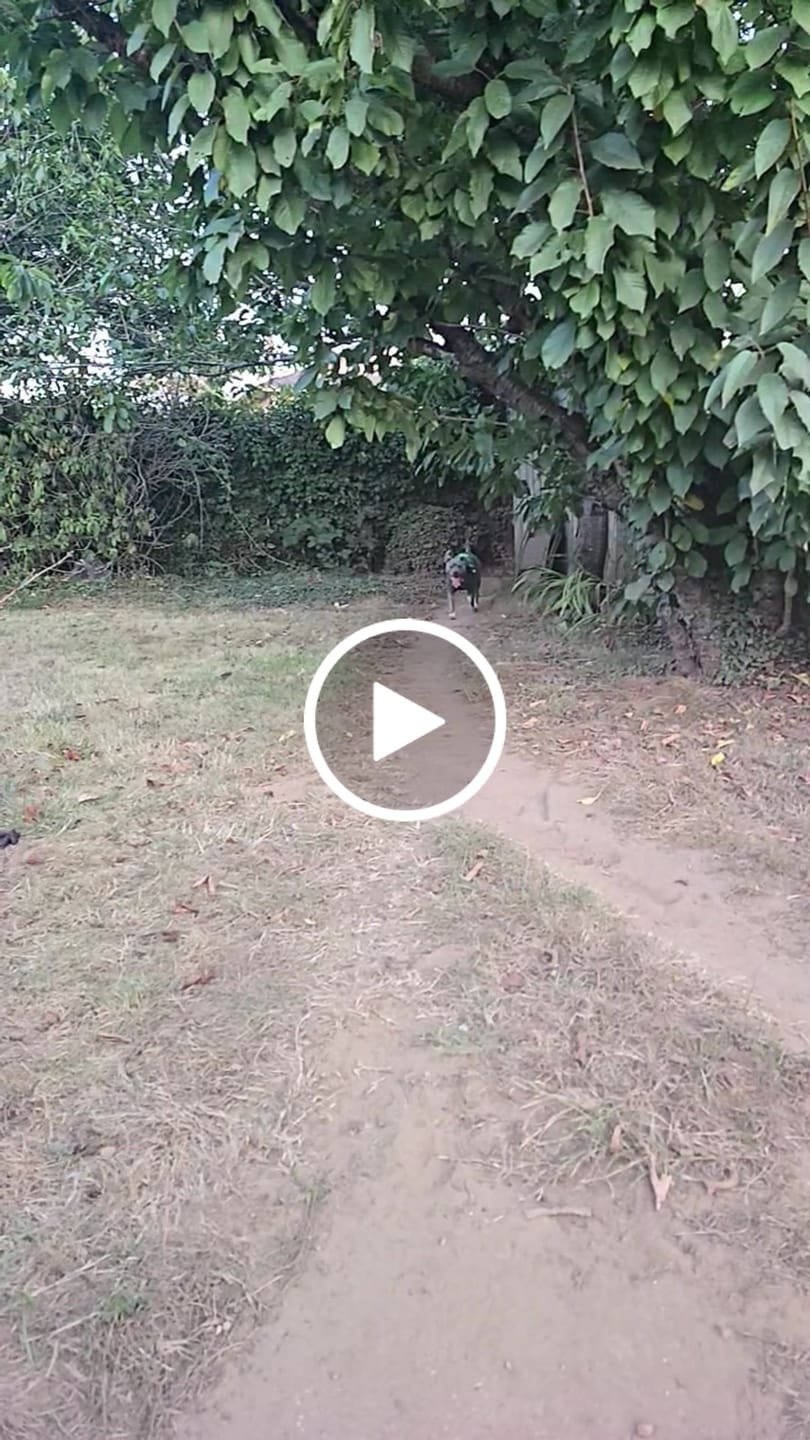 Customer video review of Halloween Dog Hoodie - Dinosaur