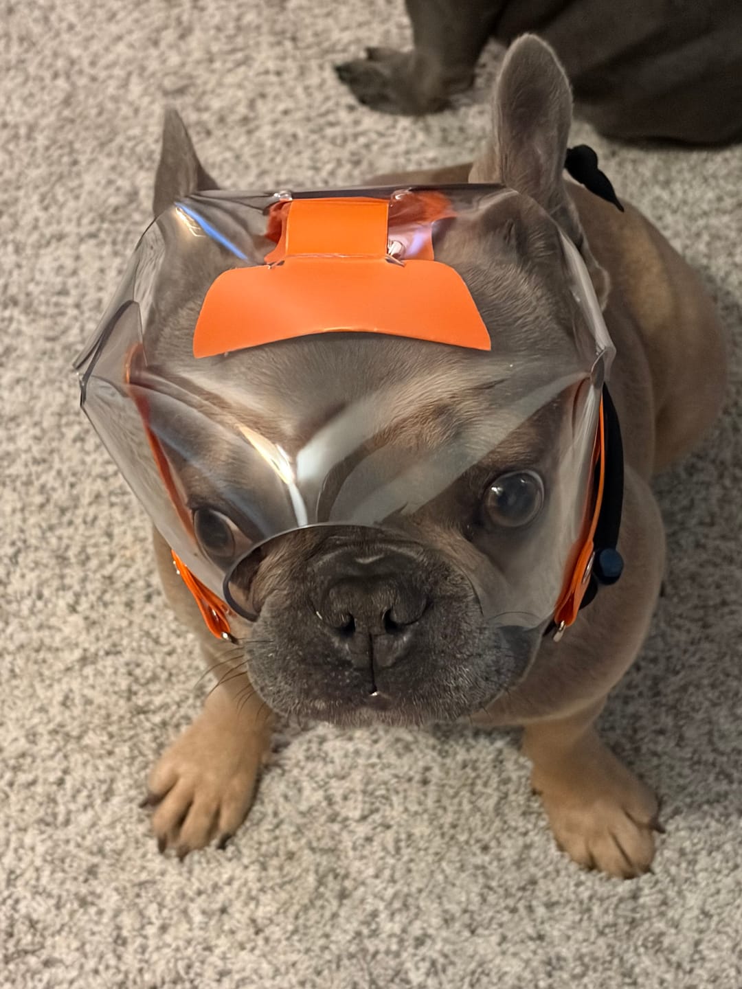Customer photo review of OptiVizor - Short Snout Version - Clear UV Tint