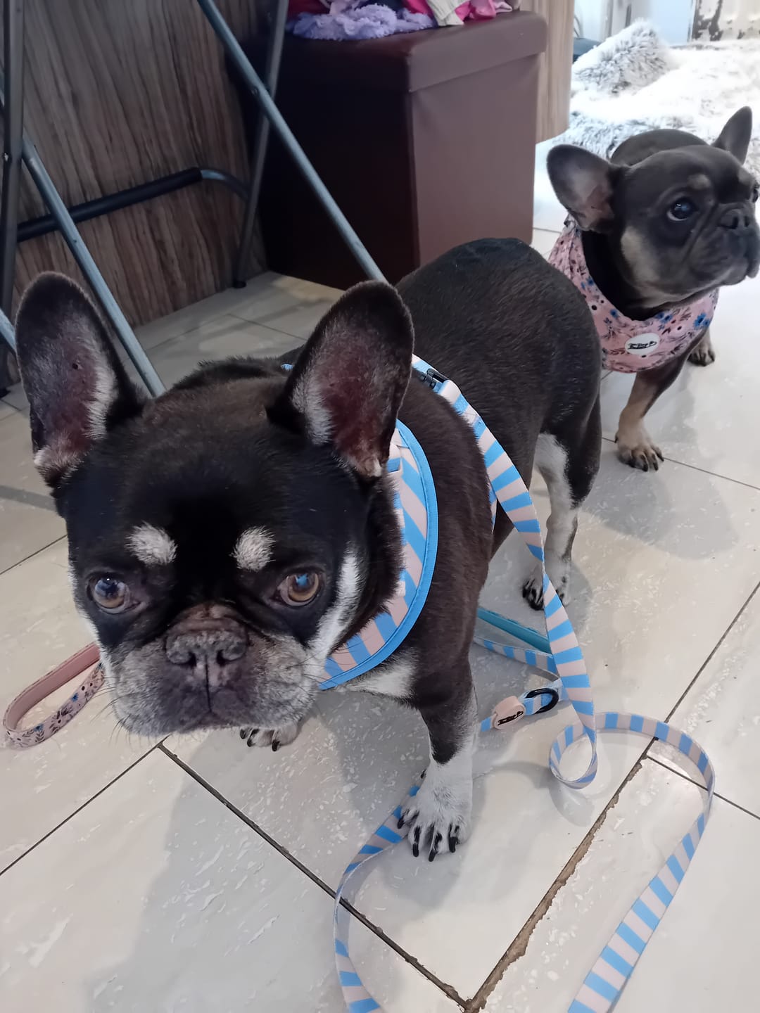 Customer photo review of Dog Lead Beau