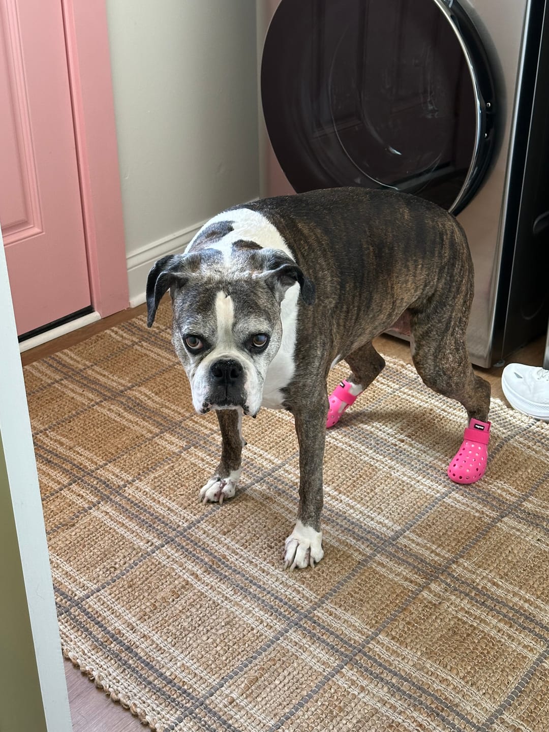 Customer photo review of WagWellie® Mojave Single