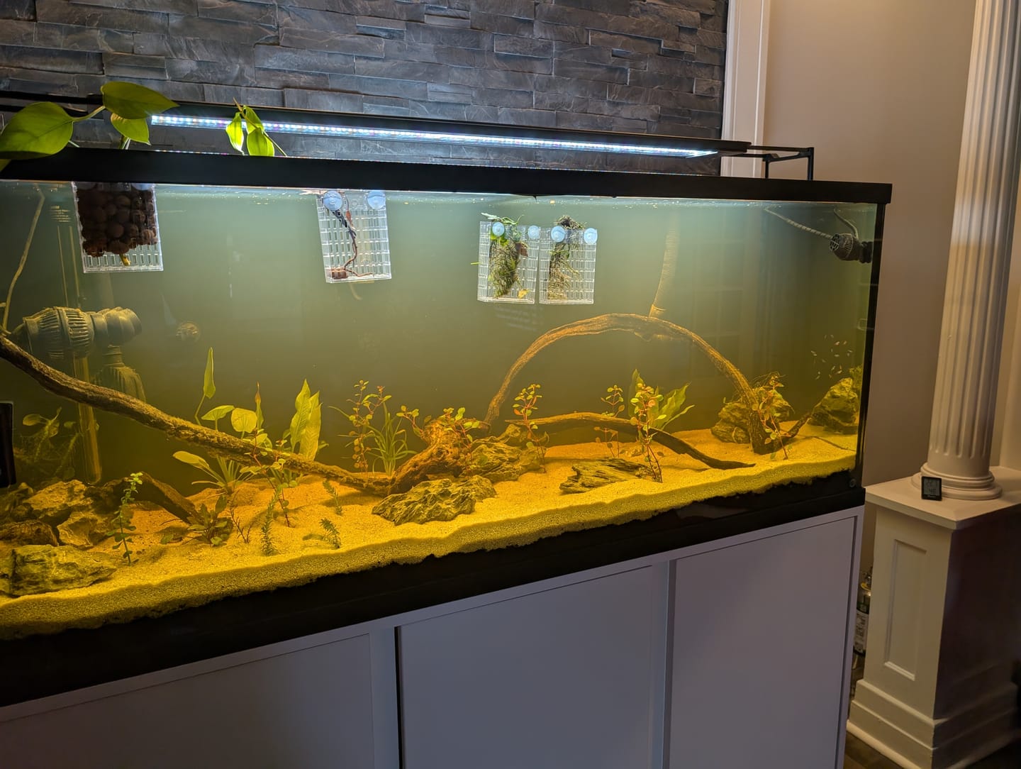 Customer photo review of Fluval Plant Pro LED - Multiple Sizes