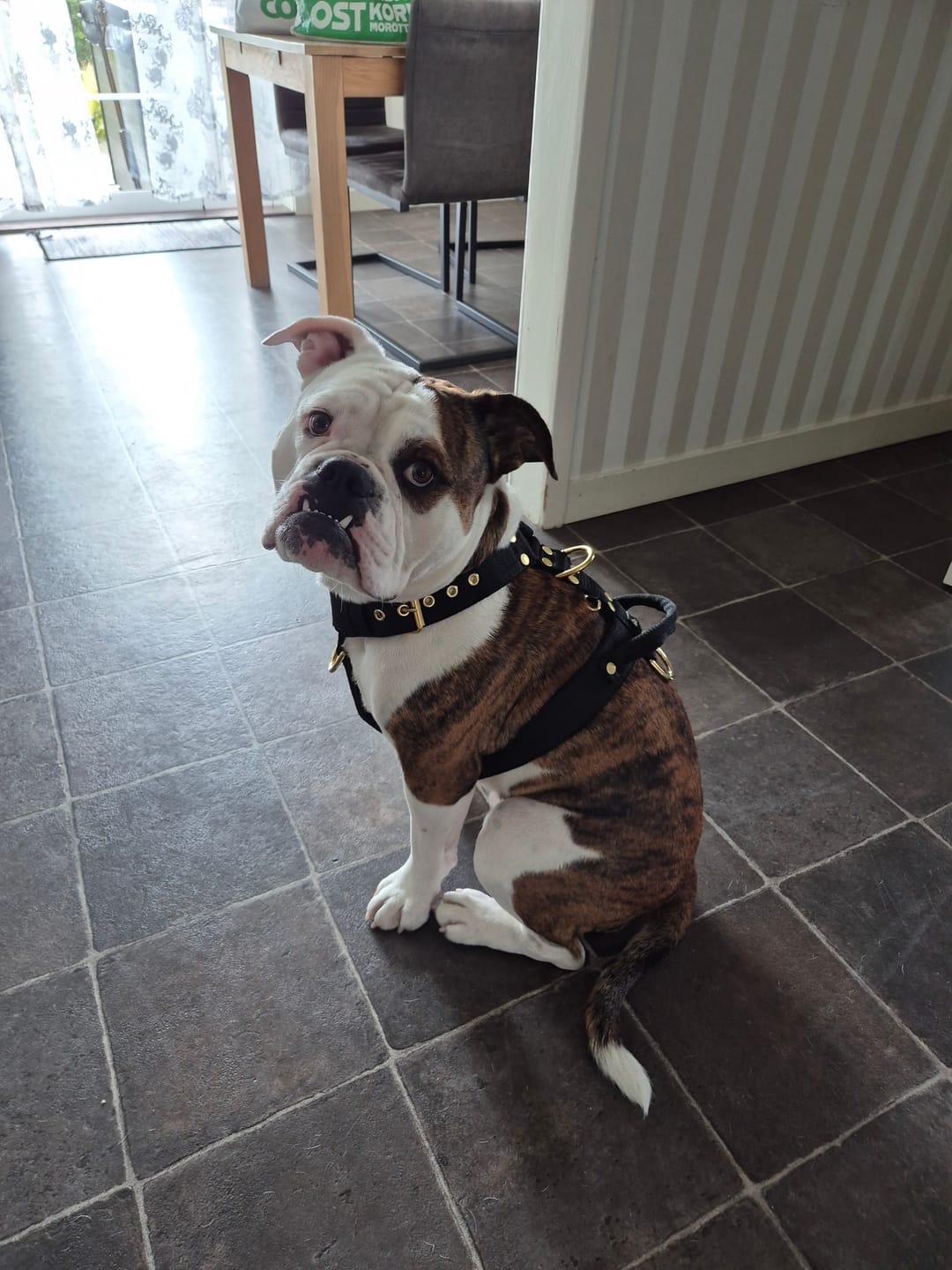 Customer photo review of Easy Walk Golden Svart - Sele med handtag