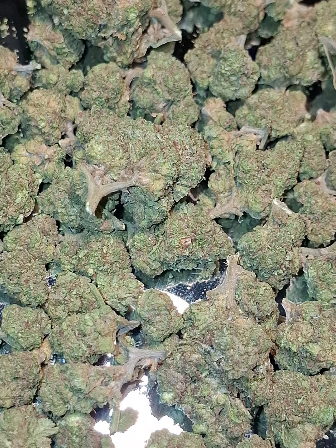Customer photo review of Cheap THCA Flower Ounce