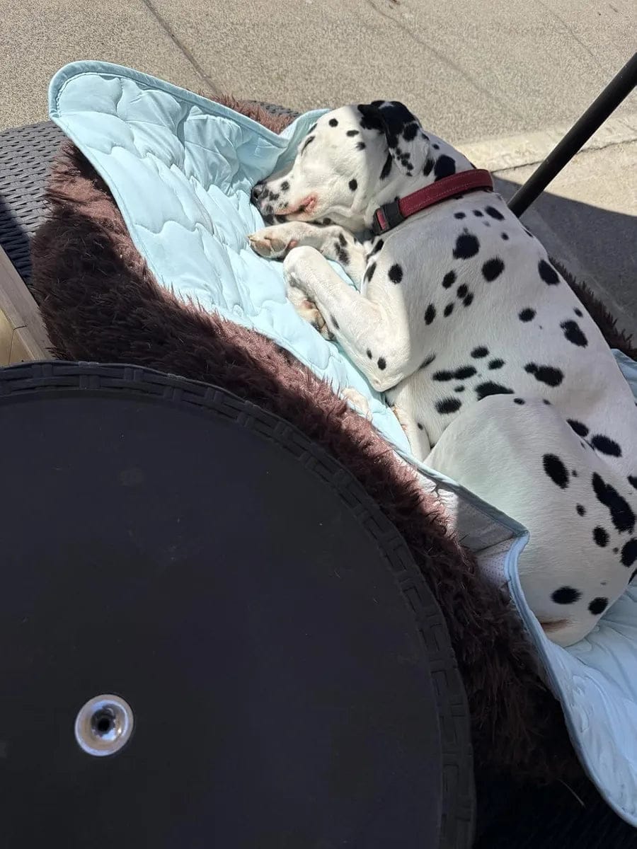 Customer photo review of Dog Cooling Mat