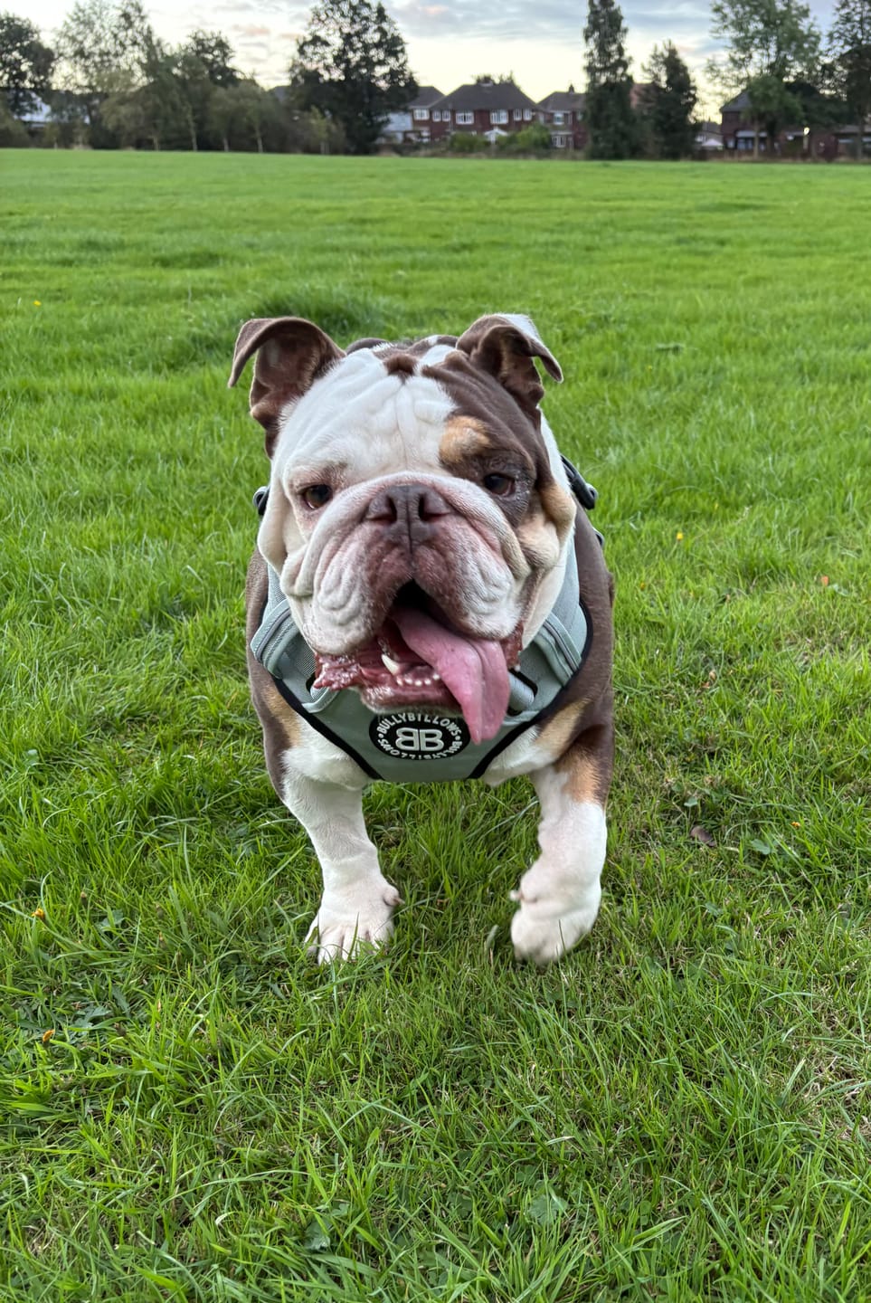 Customer photo review of Comfort Premium Harness | Non Restrictive - Metal Grey