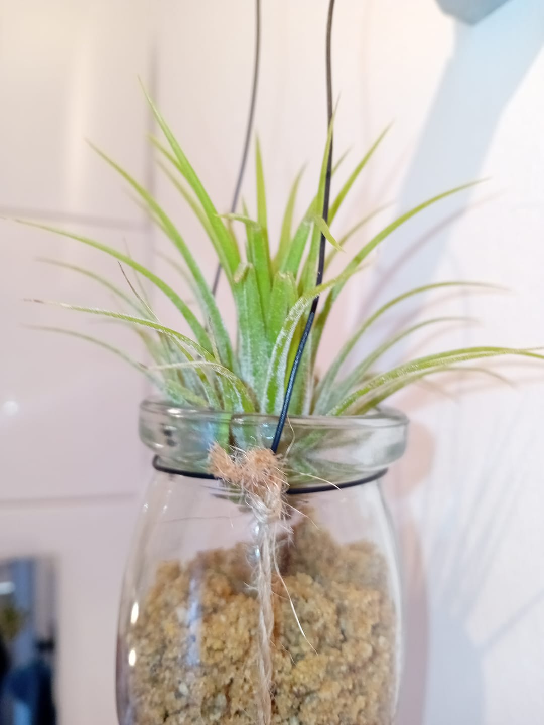 Customer photo review of Tillandsia ionantha