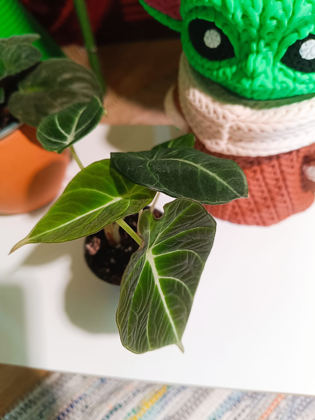 Customer photo review of ALOCASIA BLACK VELVET