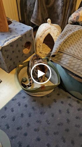 Kundenbewertung mit Video zu Fellnest Katzenkorb