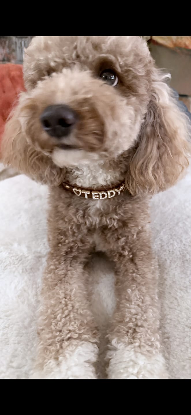 Customer photo review of The Personalized Sparkle Collar
