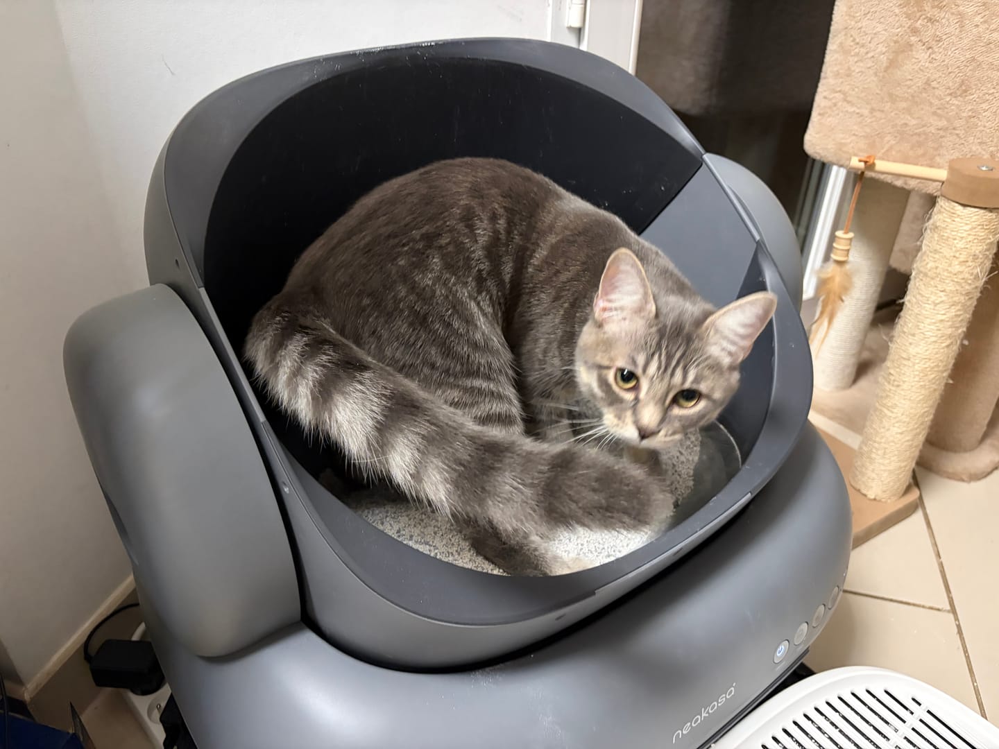Customer photo review of Neakasa M1 Plus Automatic Litter Box + Step Bundle
