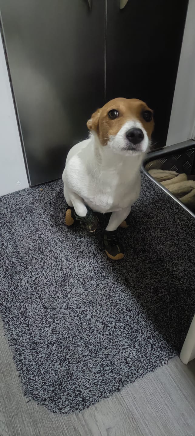 Customer photo review of 365 All-Season Dog Shoe 4PC Set