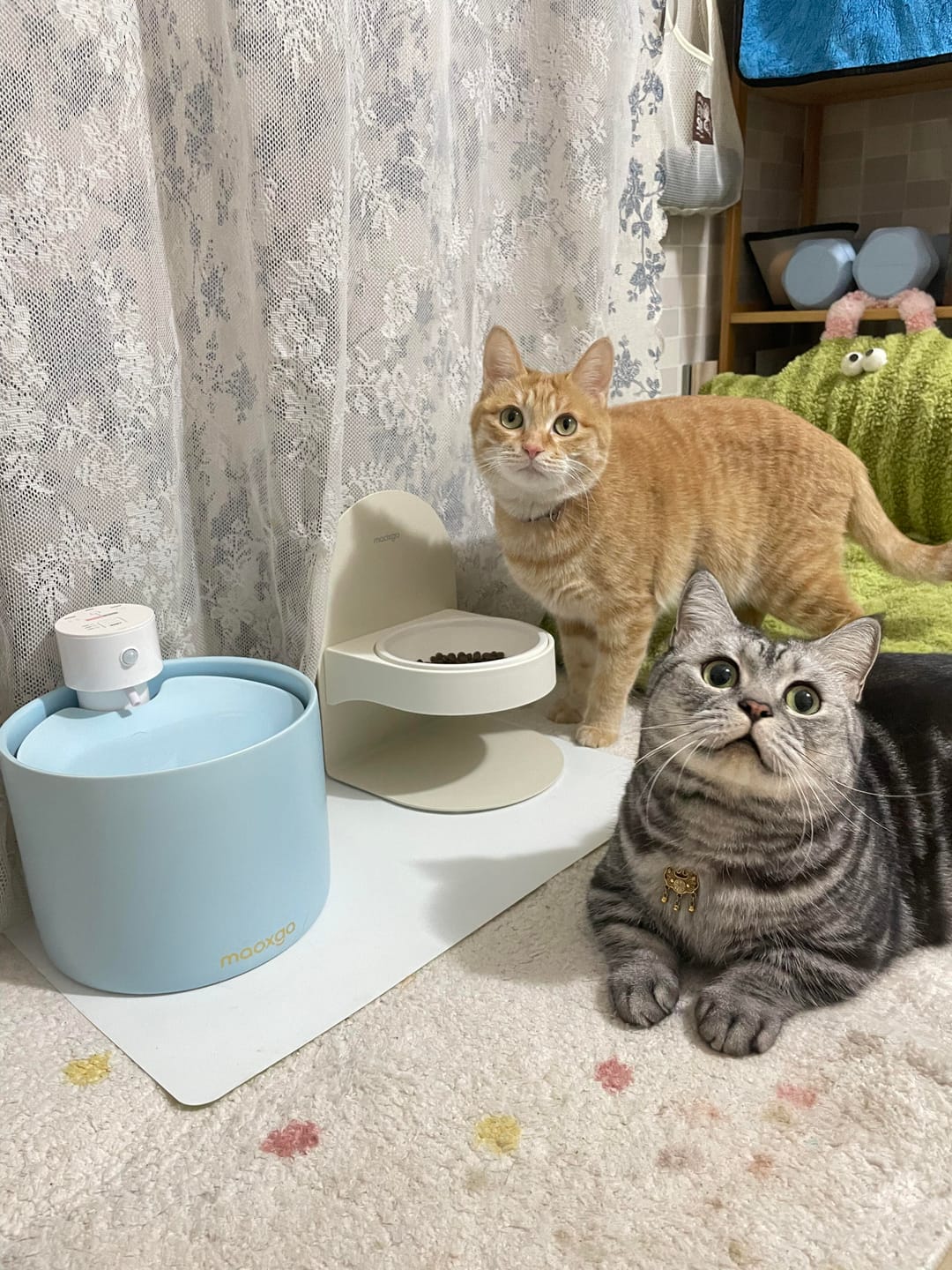 Customer photo review of Pawtique FlexDine™ Adjustable Elevated Ceramic Cat Bowl
