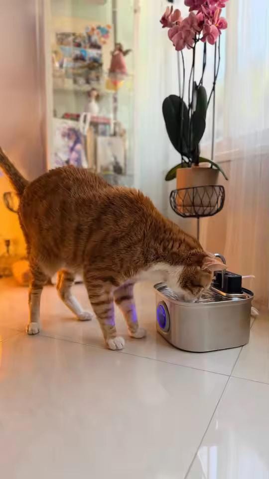 Customer photo review of Purecat Bron UV 4 L