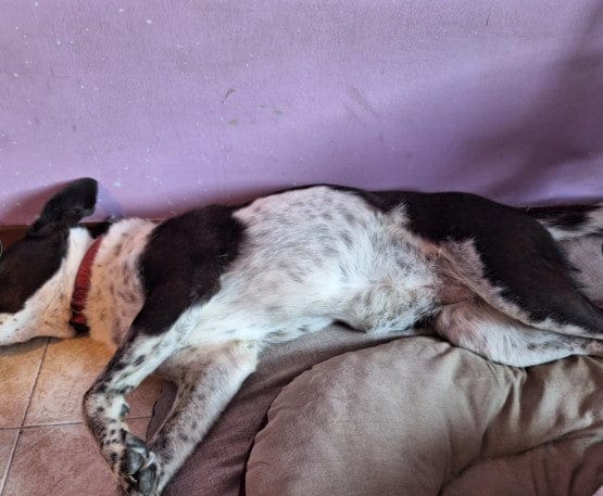 Customer photo review of Aspirateur à poils de chien - Kit toilettage complet 3 en 1