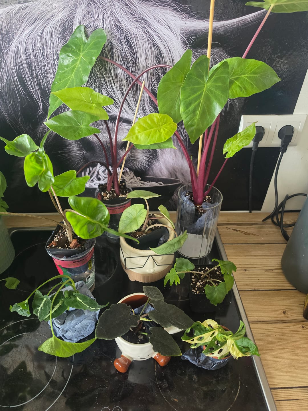 Customer photo review of MONSTERA ADANSONII VARIEGATA