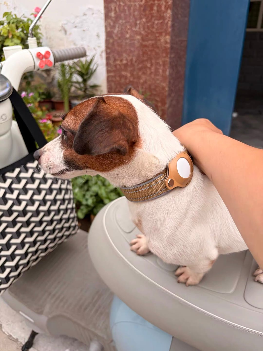 Customer photo review of Pawtique TraceTag™ Reflective Smart Finder Collar
