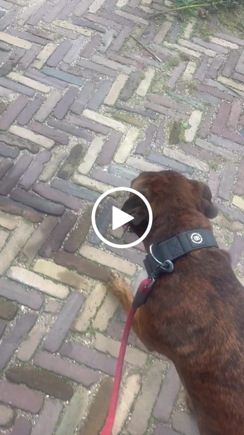 Customer video review of 4cm Combat Billowthane® Collar | Waterproof - Black