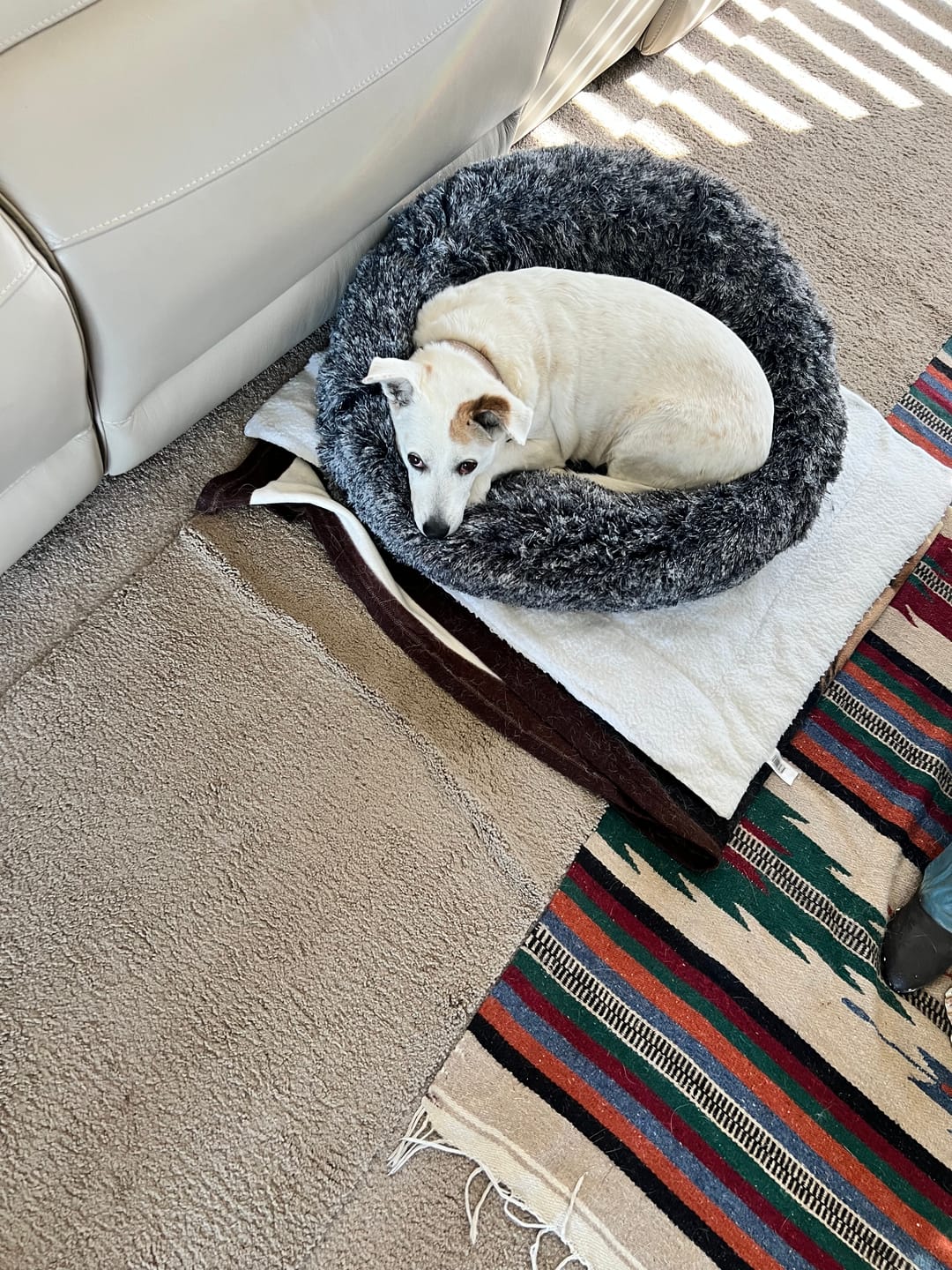 Customer photo review of Calming Pet Bed with Removable Cover