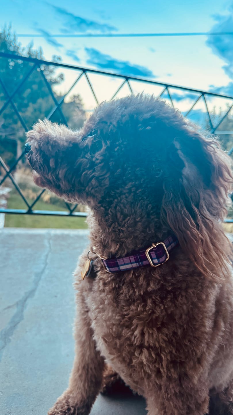 Customer photo review of The Doggie Collar - Chelsea