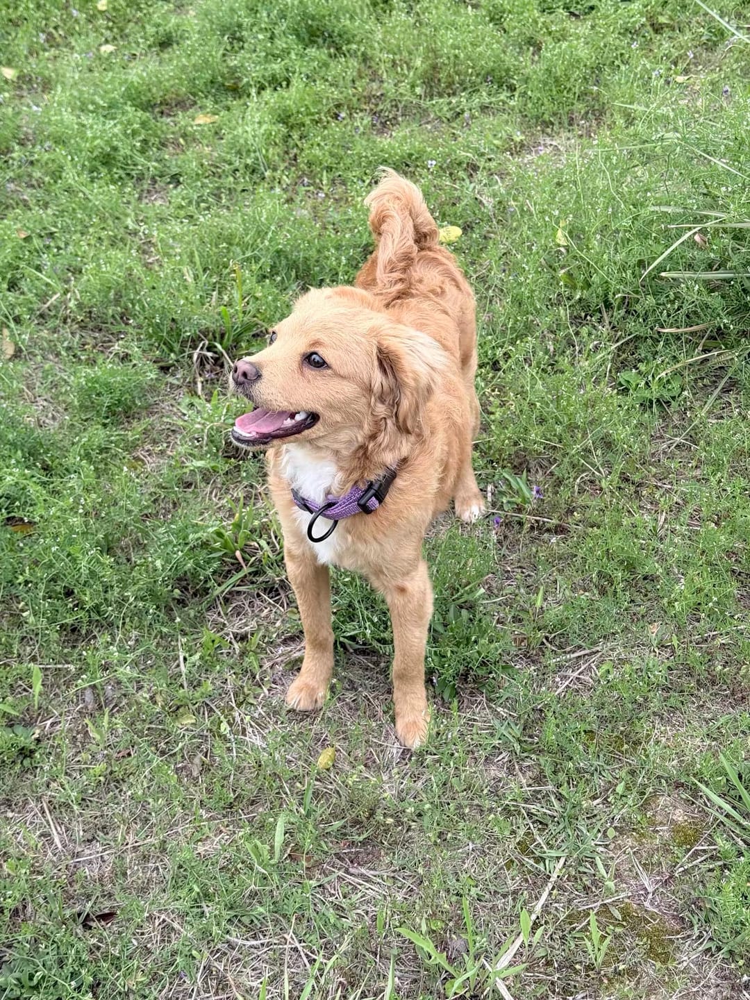 Customer photo review of Pawtique TraceTag™ Reflective Smart Finder Collar