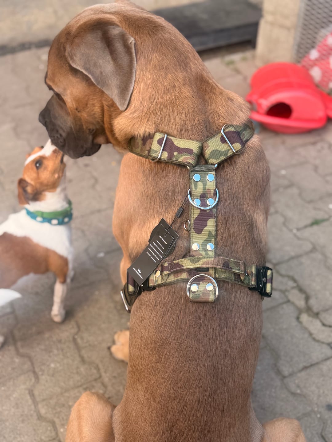 Customer photo review of Easy Walk Extreme Camo Green - Sele med snabbspänne