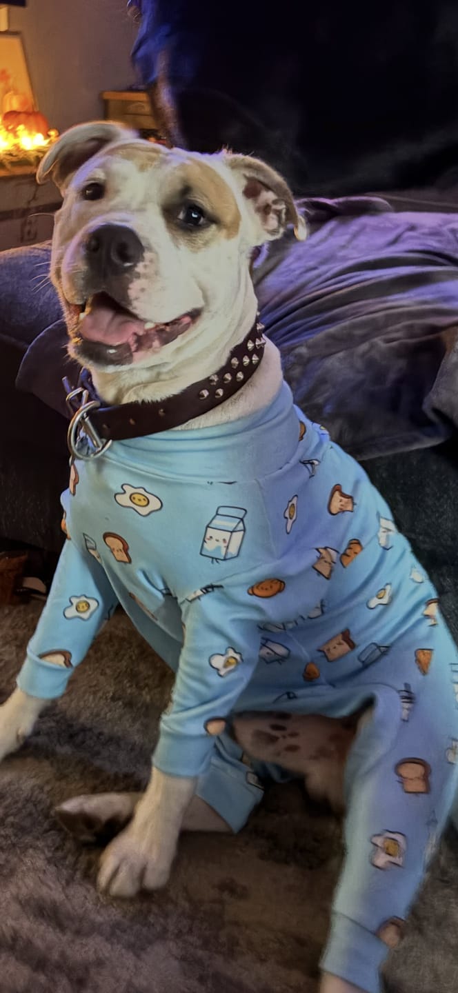 Customer photo review of Dog Christmas Pajama - Reindeers